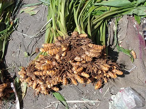 Turmeric Extract